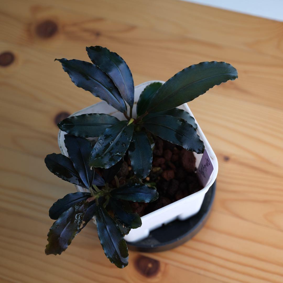 IZUさん　Bucephalandra sp. Motleyana