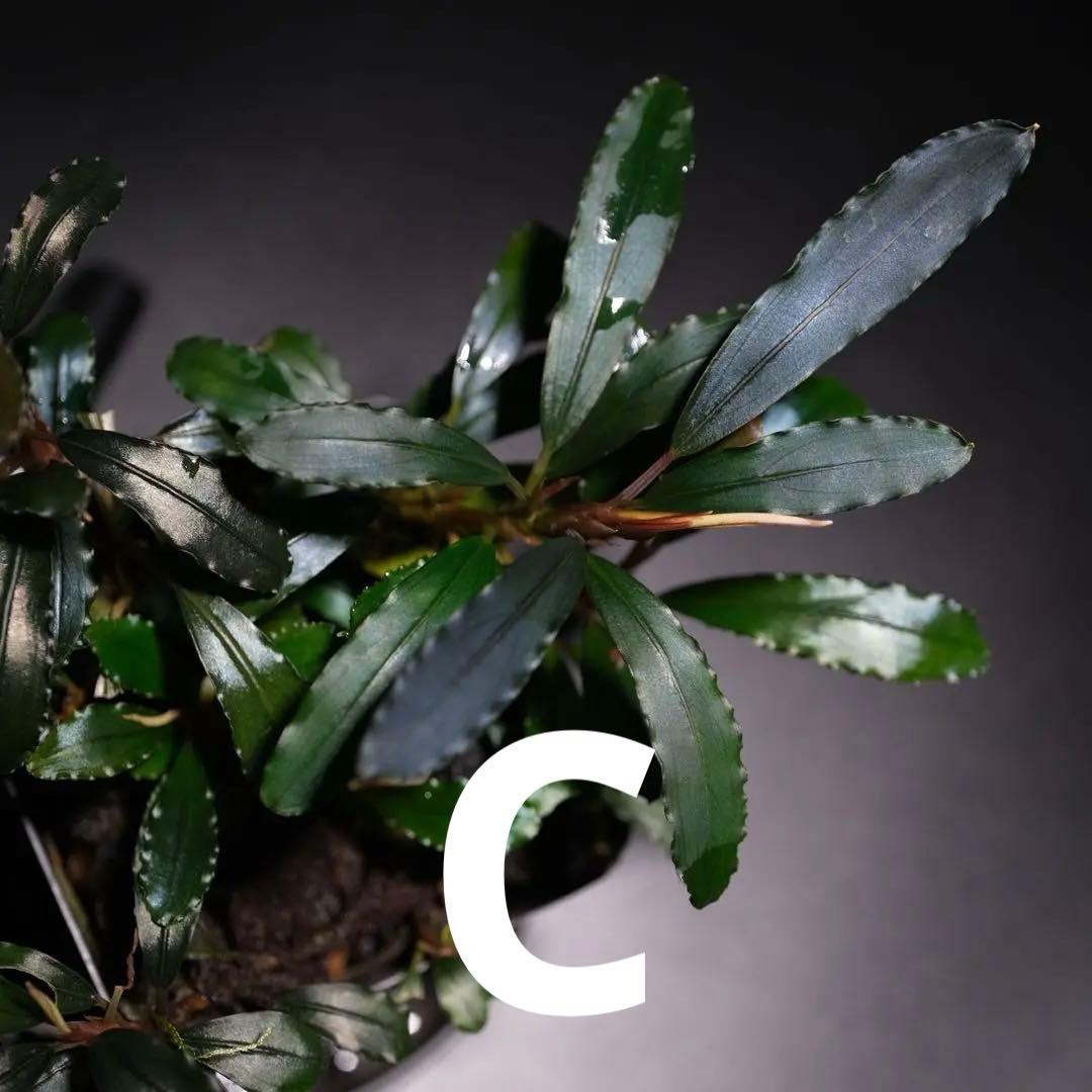 IZUさん　Bucephalandra sp. Motleyana