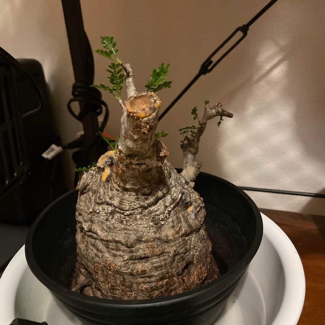 か*ア様 塊根植物 パキプス　発根管理中