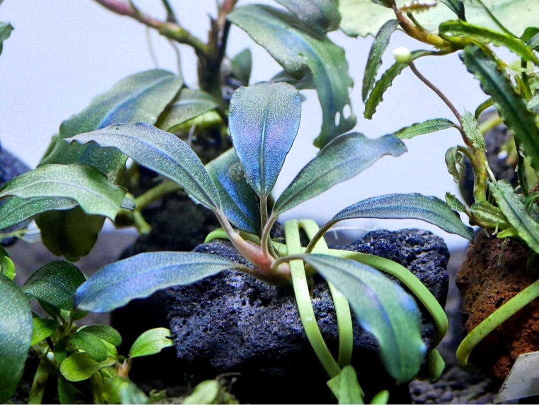 ブセファランドラ『１６種１６株』【完全水中葉【レア種入】※リピーター様はオマケ付