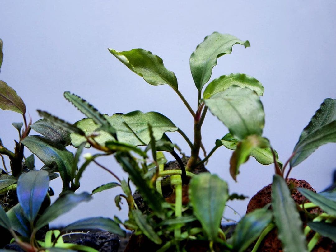 ブセファランドラ『１６種１６株』【完全水中葉【レア種入】※リピーター様はオマケ付