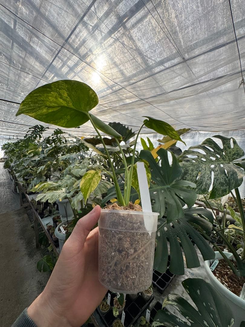 MS12 モンステラ　イエローマリリン　黄斑入り