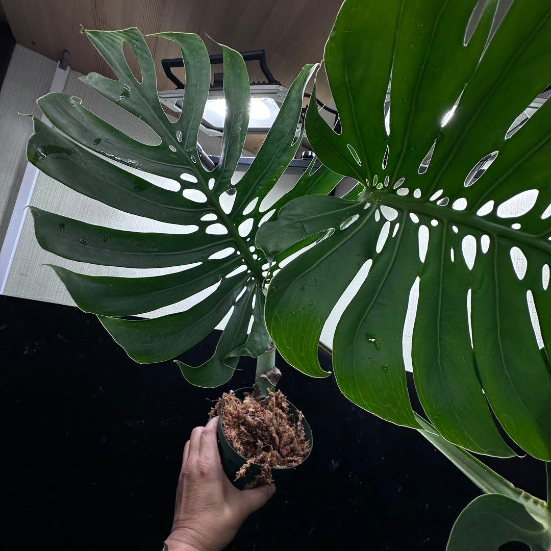 ナ*ル様 モンステラデリシオーサマクロコズム超希少系統鉢植え74㎝