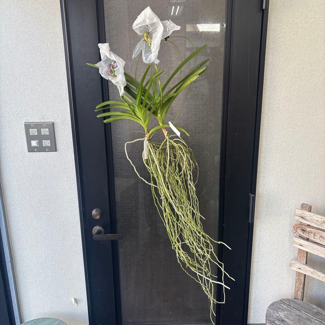 ぴ*け様 洋蘭　洋ラン　バンダ　2種セット