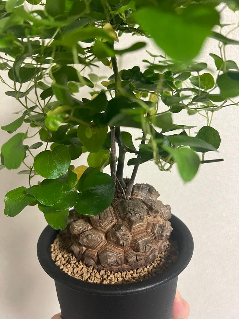 4寸鉢　亀甲竜　良形美株