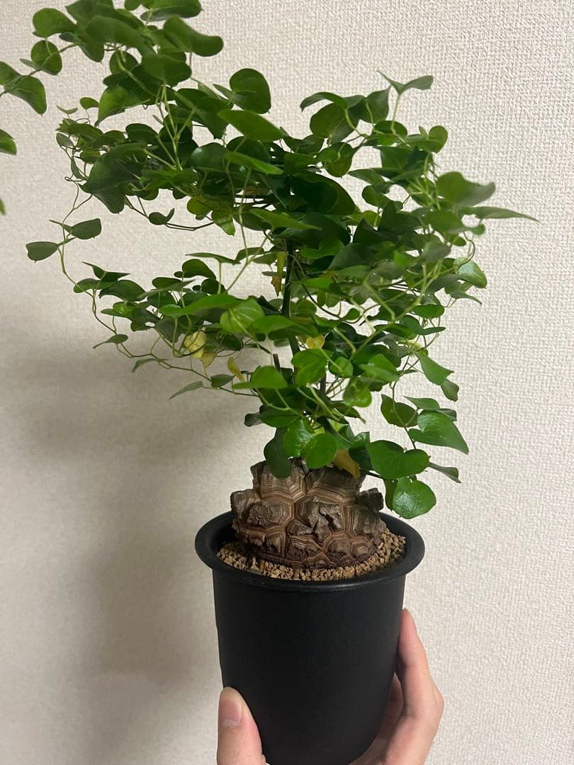 4寸鉢　亀甲竜　良形美株