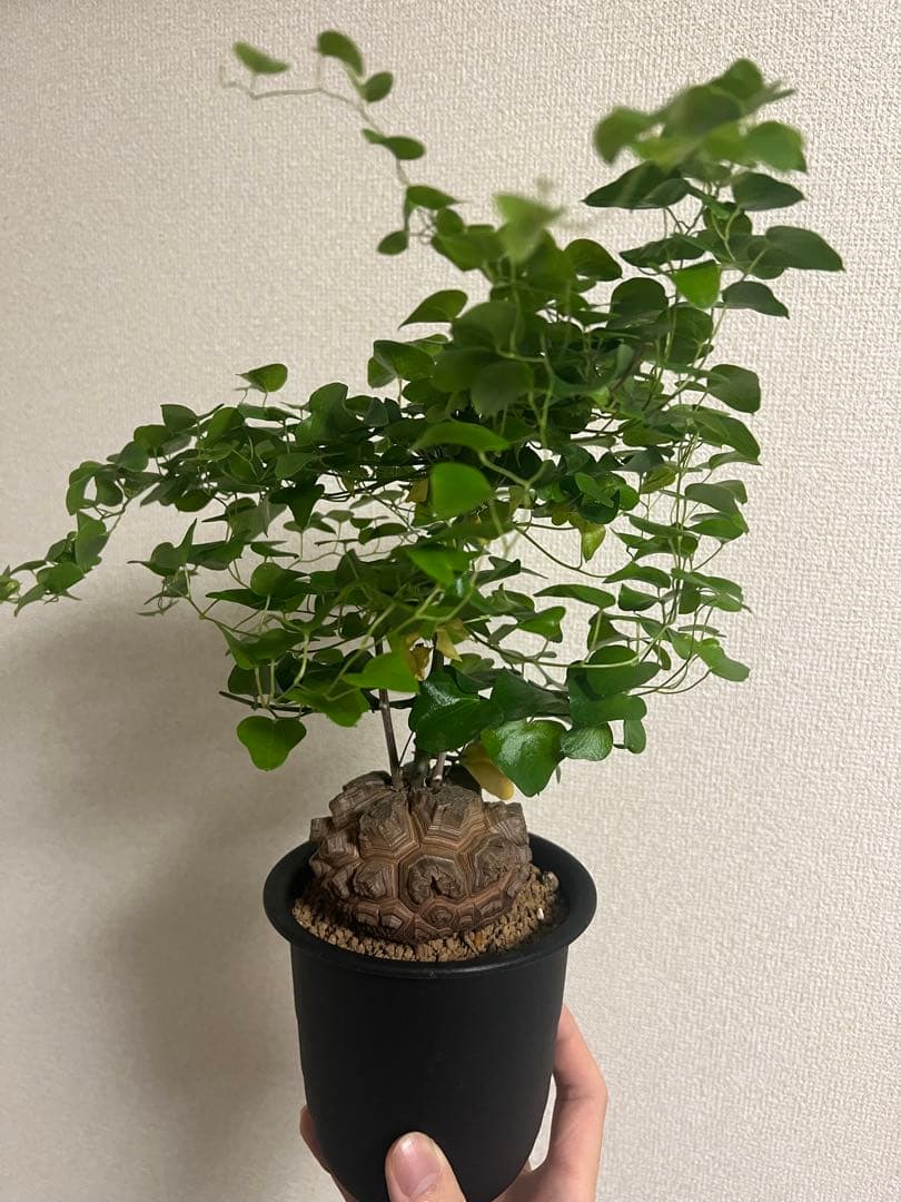 4寸鉢　亀甲竜　良形美株