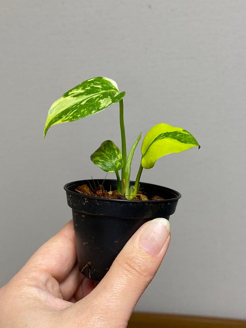 専用画面　【超美株✨超希少‼️】モンステラ　エレクトロライト　斑入り　メルカリ便