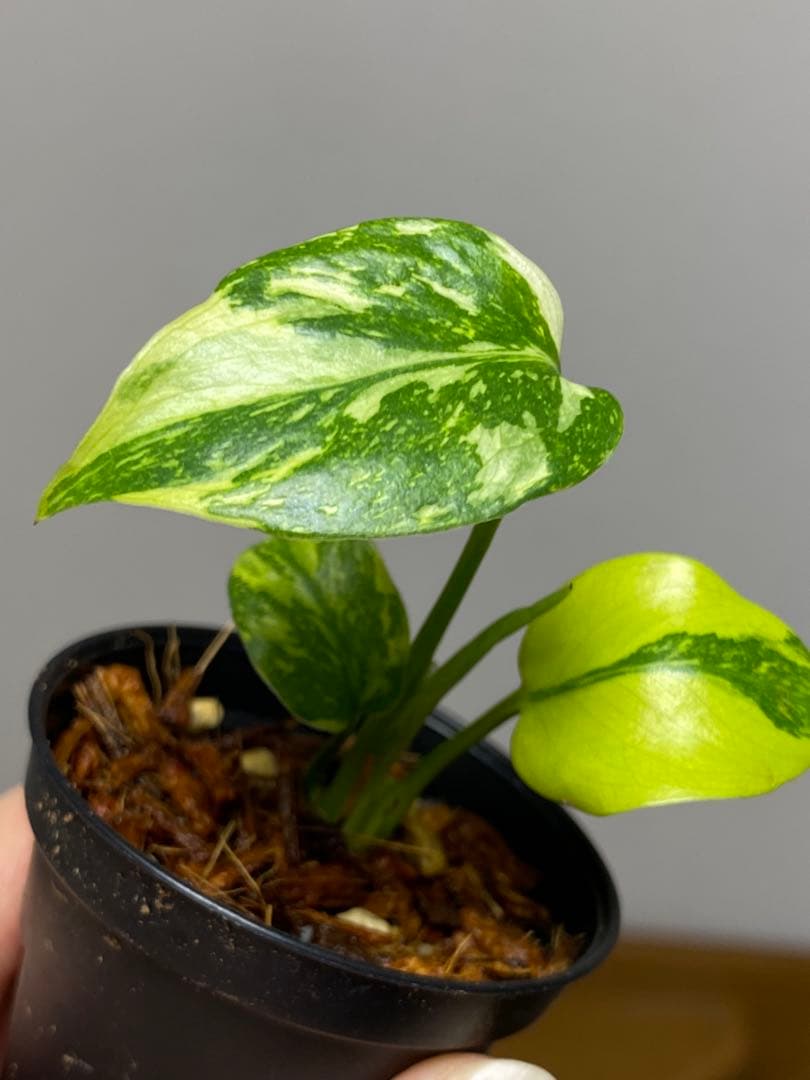 専用画面　【超美株✨超希少‼️】モンステラ　エレクトロライト　斑入り　メルカリ便