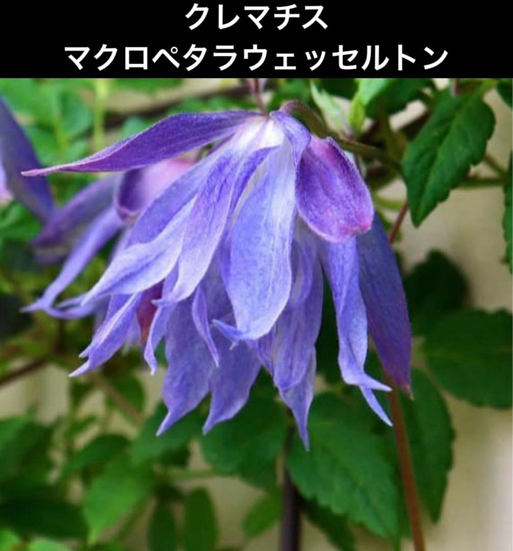 クレマチス　苗　マクロペタラ　ウェッセルトン　蔓　宿根草