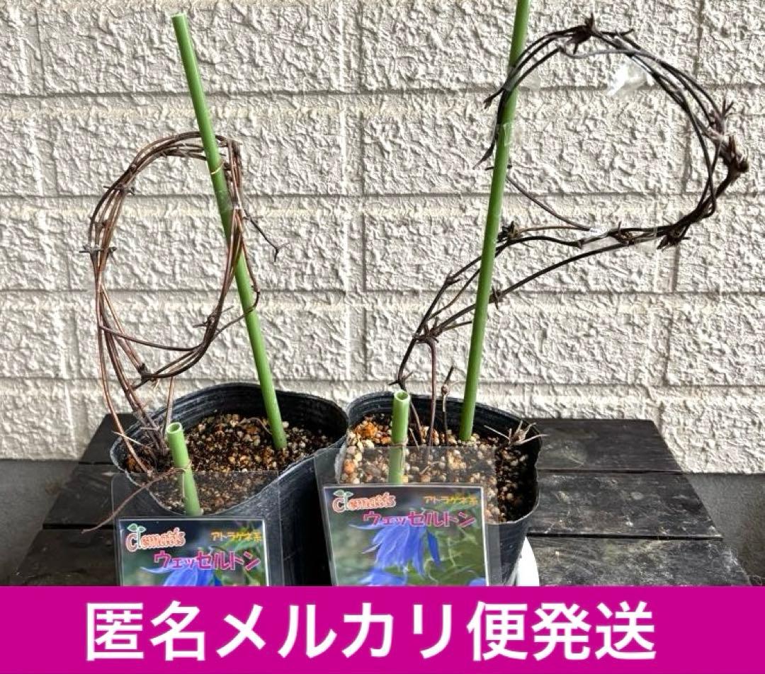 クレマチス　苗　マクロペタラ　ウェッセルトン　蔓　宿根草