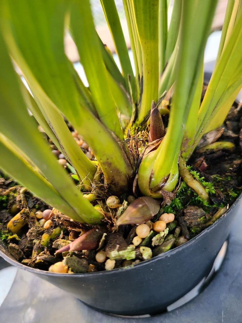 ミスマフェット。花芽合計22個。5鉢セット。蜜蜂誘引蘭。日本蜜蜂