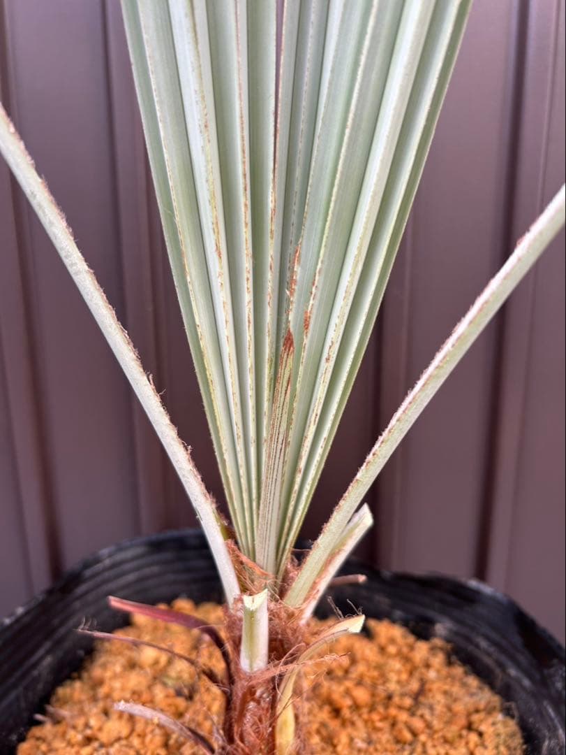 ブラヘア アルマータ E 特白 個体