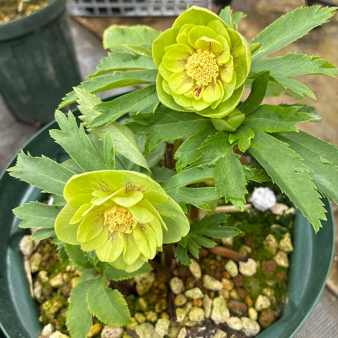 クリスマスローズ　グリーンゴールド　小輪　7寸　親株