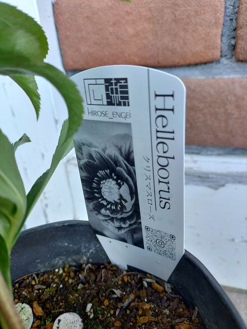 サ*ト様 クリスマスローズ　クレオパトラ系　広瀬園芸　５号鉢