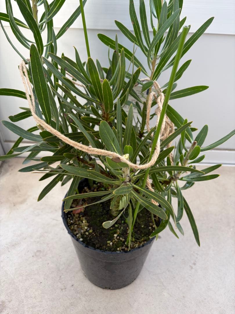 プロテア ピンクミンク　7号鉢　オージープランツ　苗　観葉