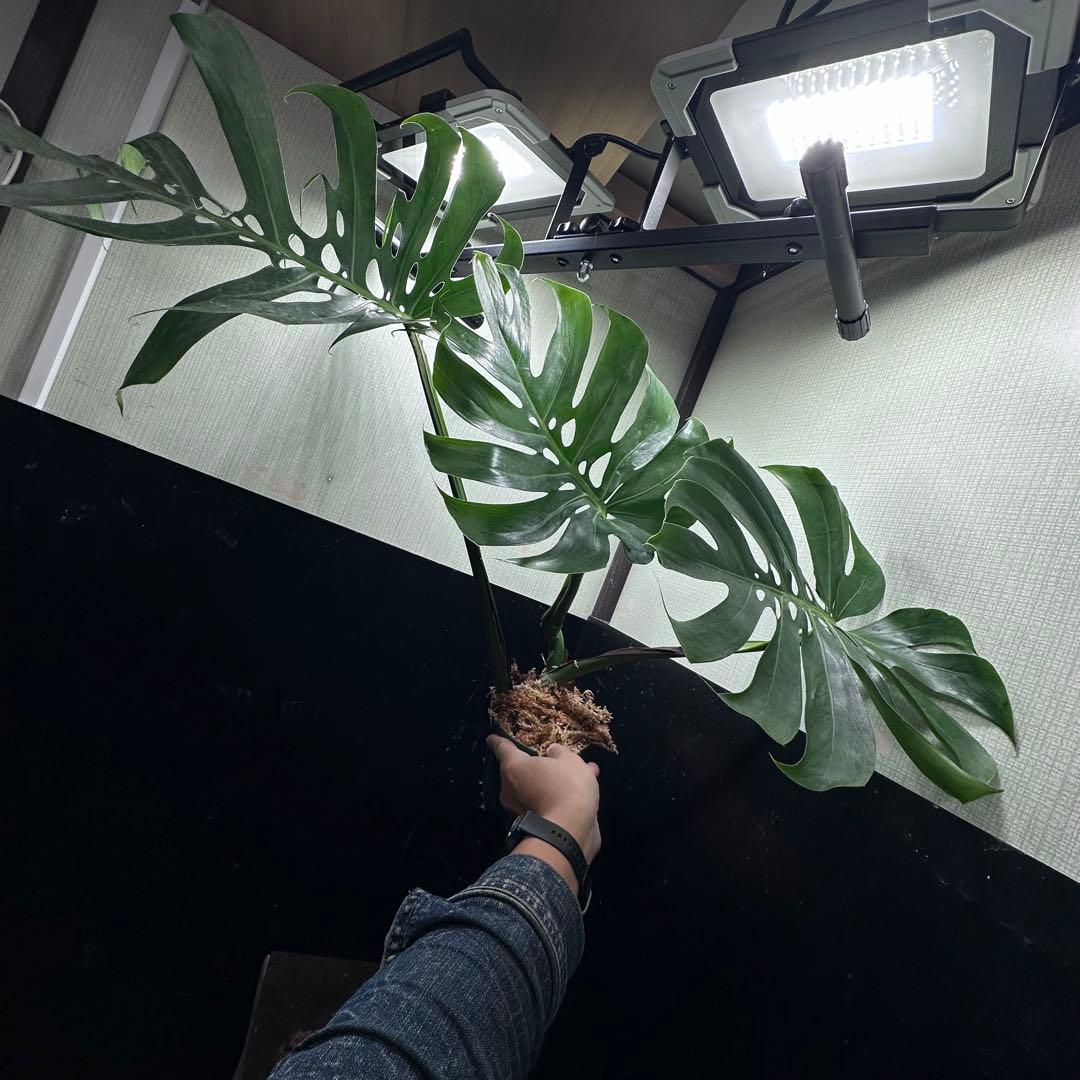 く*。様 モンステラデリシオーサマクロコズム超希少系統鉢植え67㎝