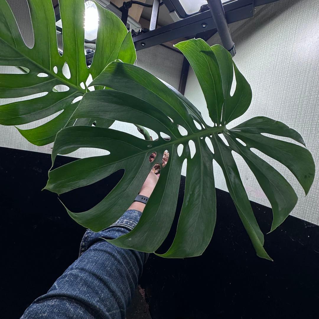 く*。様 モンステラデリシオーサマクロコズム超希少系統鉢植え67㎝
