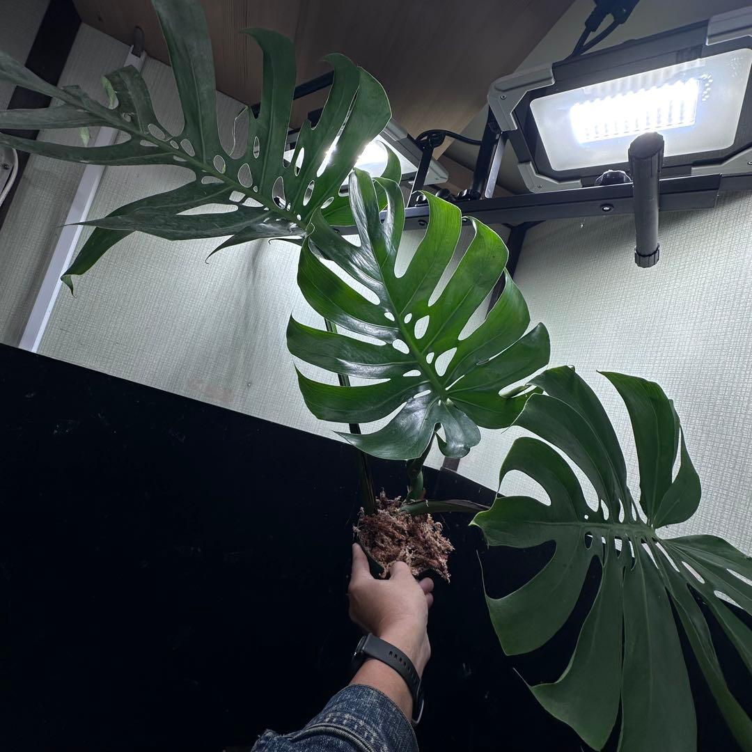 く*。様 モンステラデリシオーサマクロコズム超希少系統鉢植え67㎝