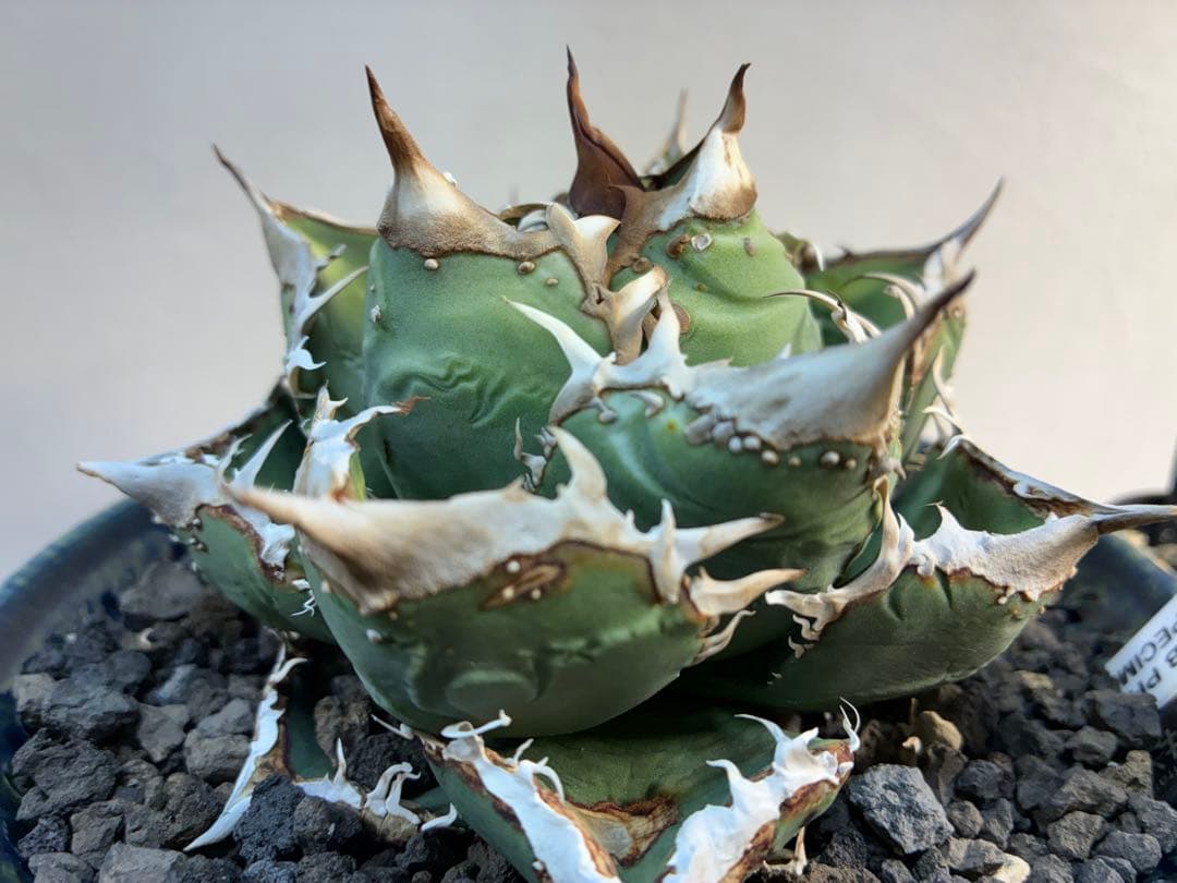 アガベ 麻花龍OC良株