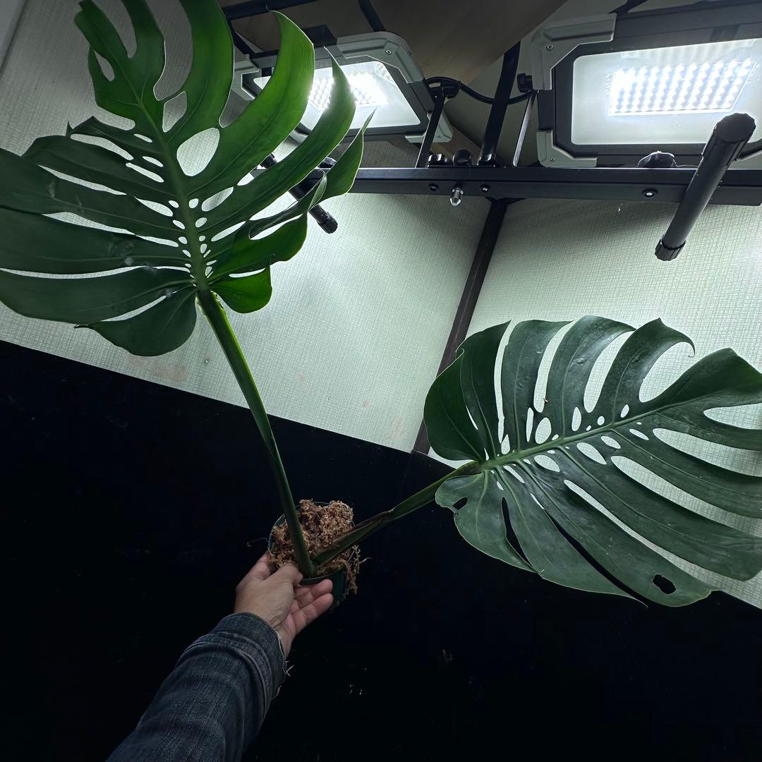 磯*孝様 モンステラデリシオーサマクロコズム超希少系統鉢植え78㎝