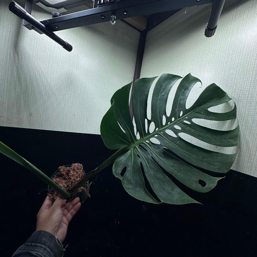 磯*孝様 モンステラデリシオーサマクロコズム超希少系統鉢植え78㎝