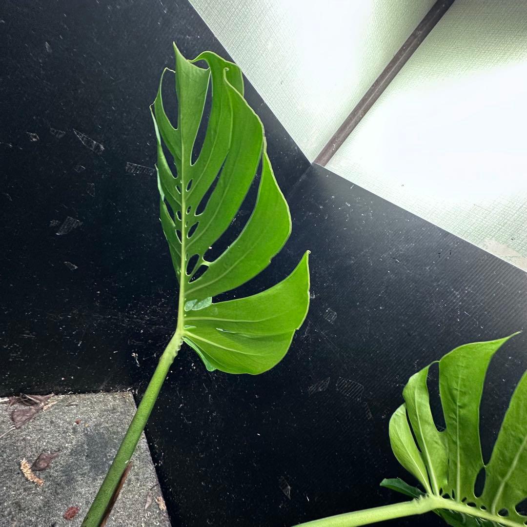 磯*孝様 モンステラデリシオーサマクロコズム超希少系統鉢植え78㎝