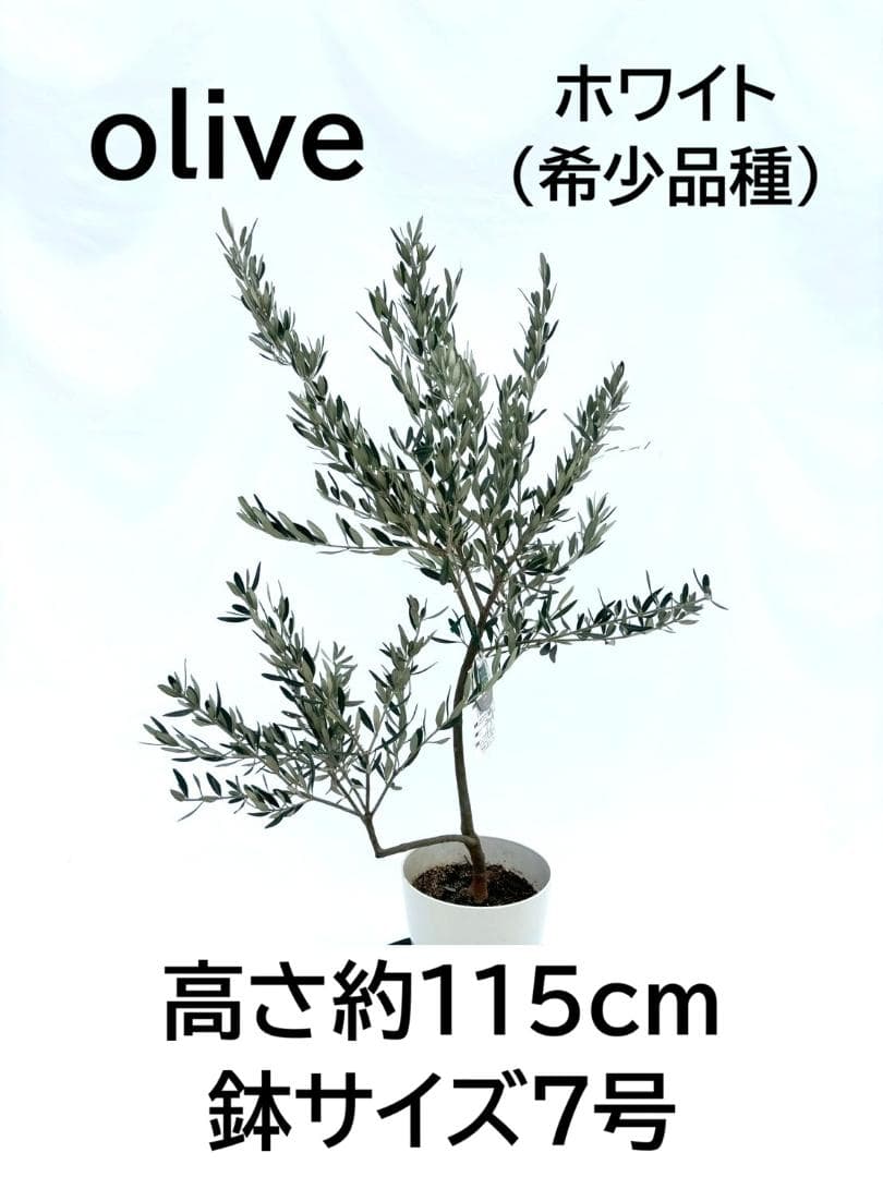 オリーブの木　ホワイト　7号　約115cm　NO.856　希少品種　現品掲載