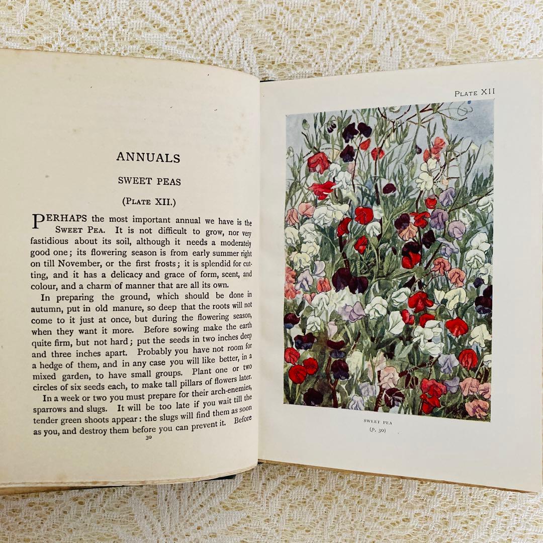 洋書　古書　希少　イギリスのアンティーク植物図鑑　色鮮やかで美しいカラー図版♡