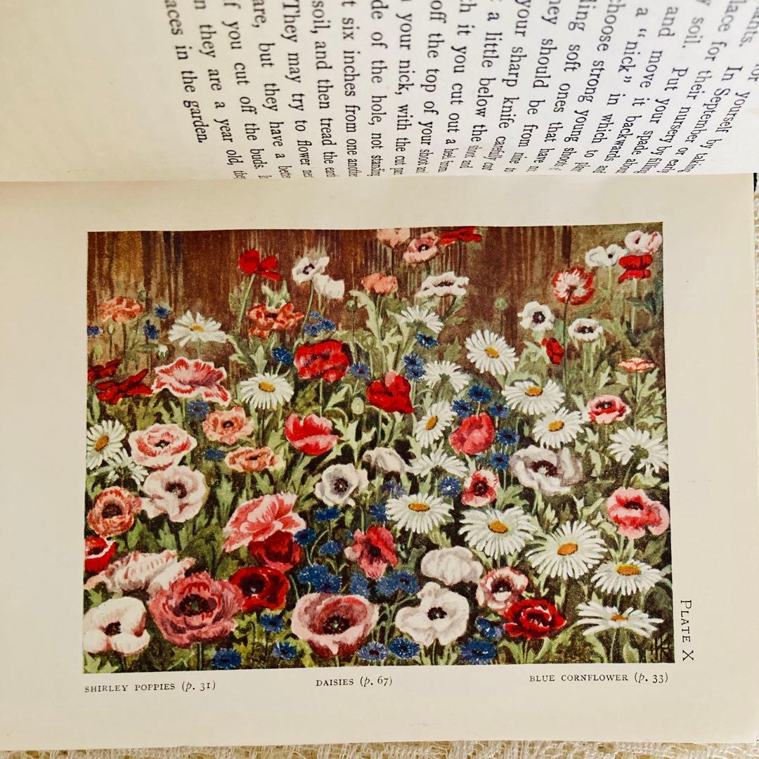 洋書　古書　希少　イギリスのアンティーク植物図鑑　色鮮やかで美しいカラー図版♡