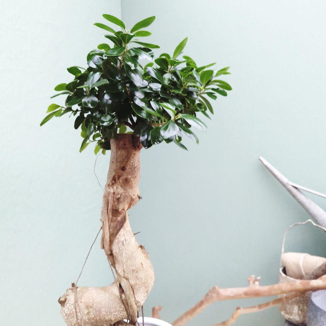 希少！ 太幹 曲がり 昇り龍ガジュマル 根上りガジュマル７号