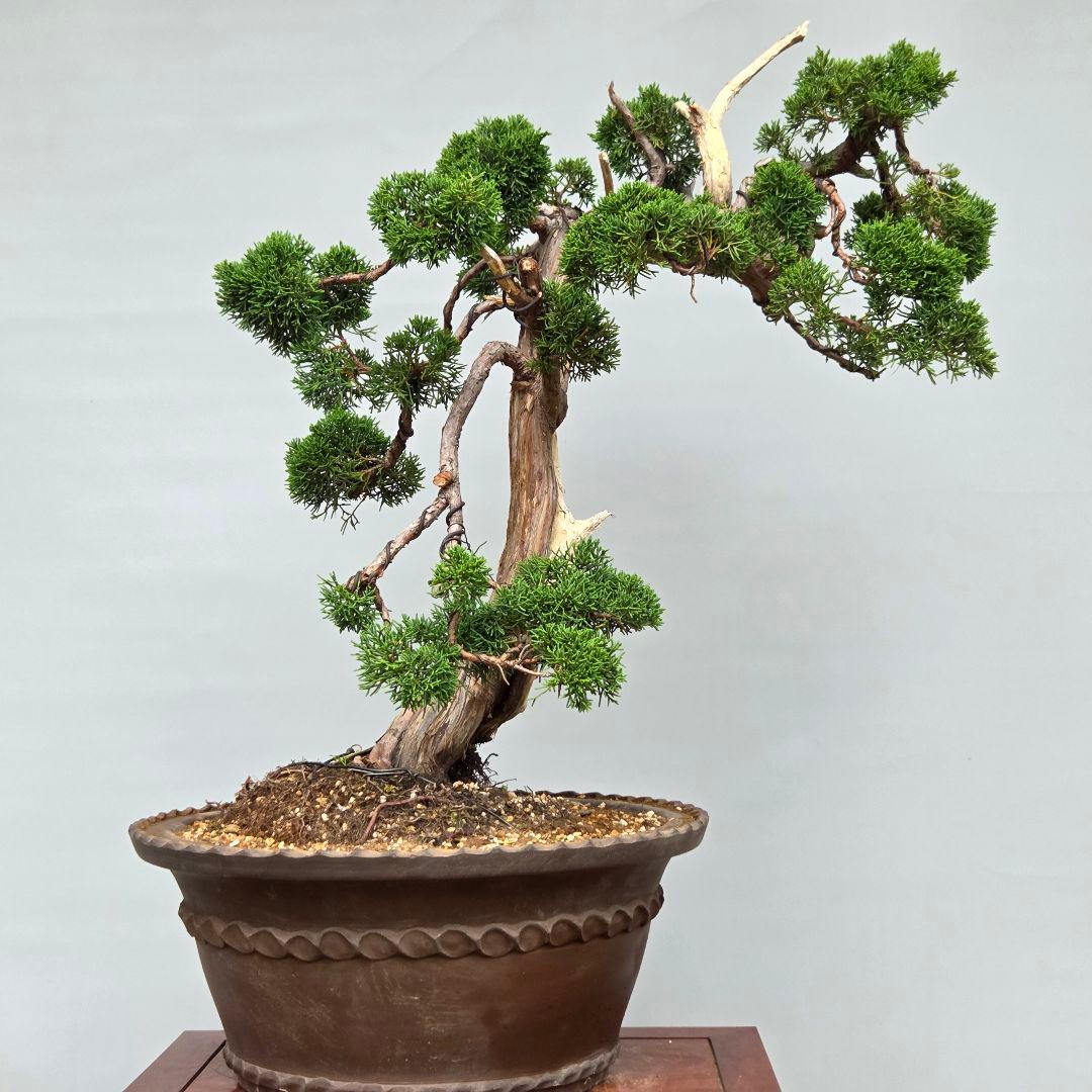 真柏　[模様木]　大品盆栽素材