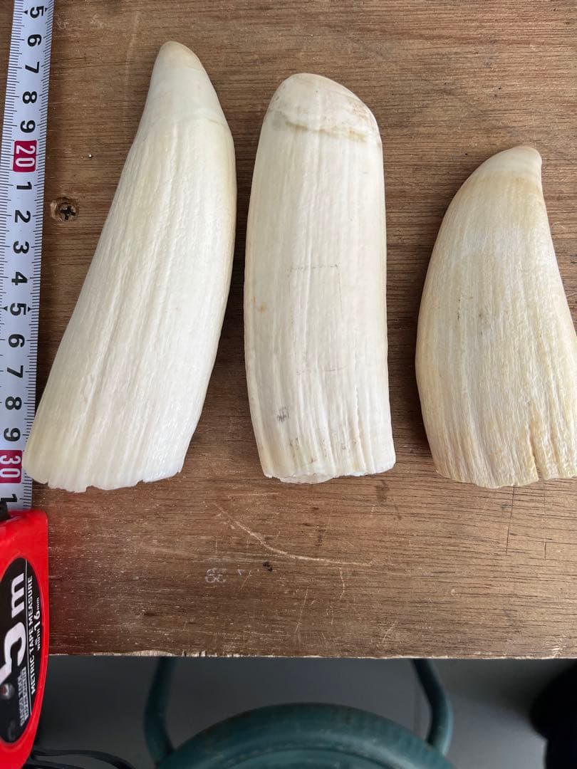 マッコウクジラの歯　根付け　印材