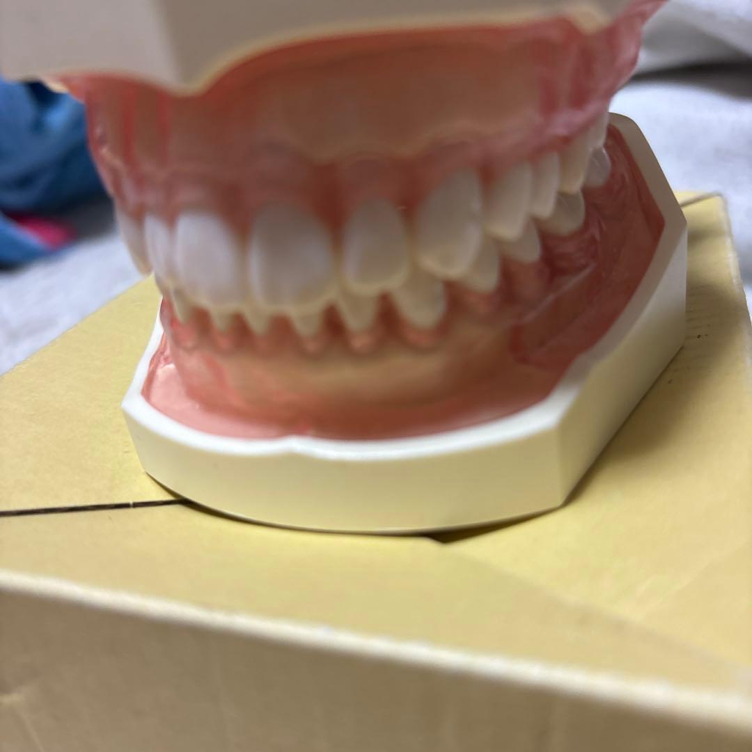 顎模型
