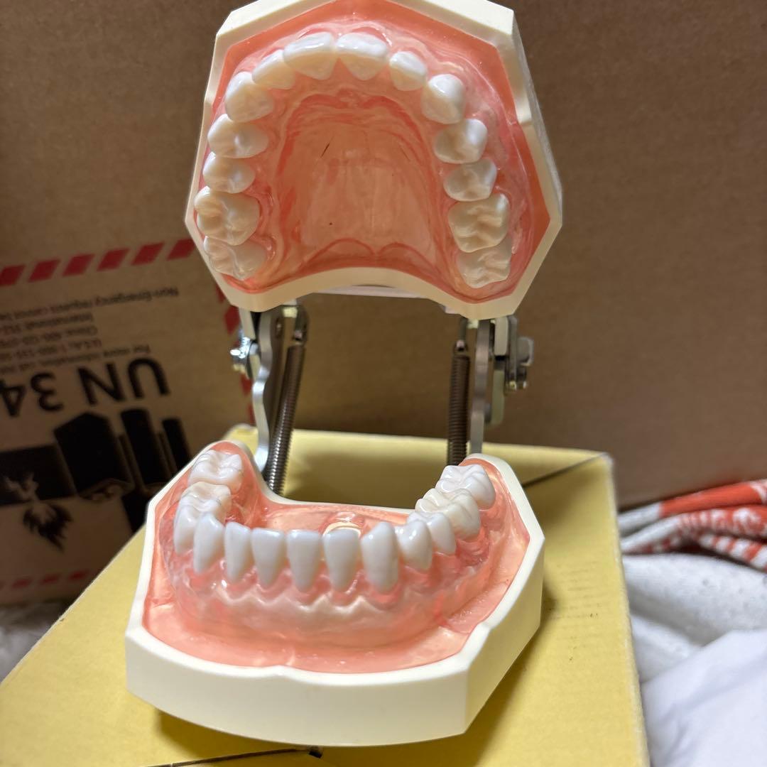 顎模型