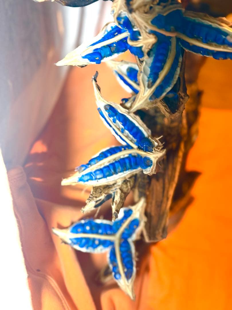 72 旅人の木 期間限定割引 今季宮古島産11房