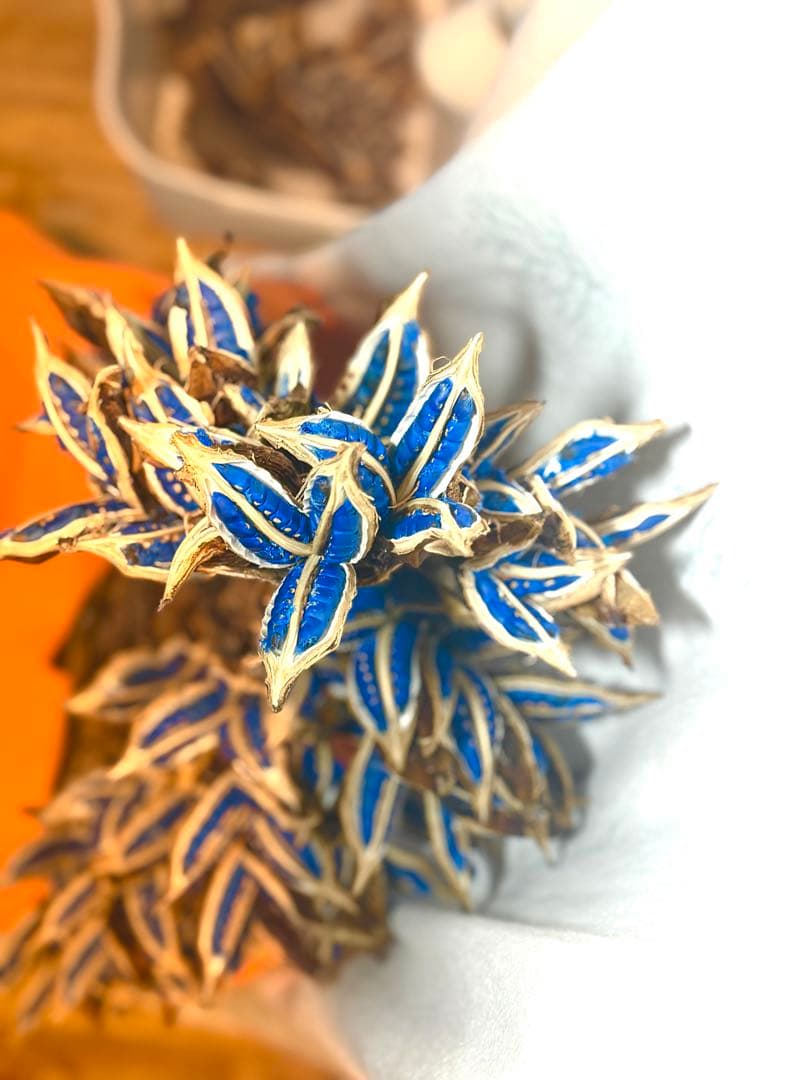 72 旅人の木 期間限定割引 今季宮古島産11房