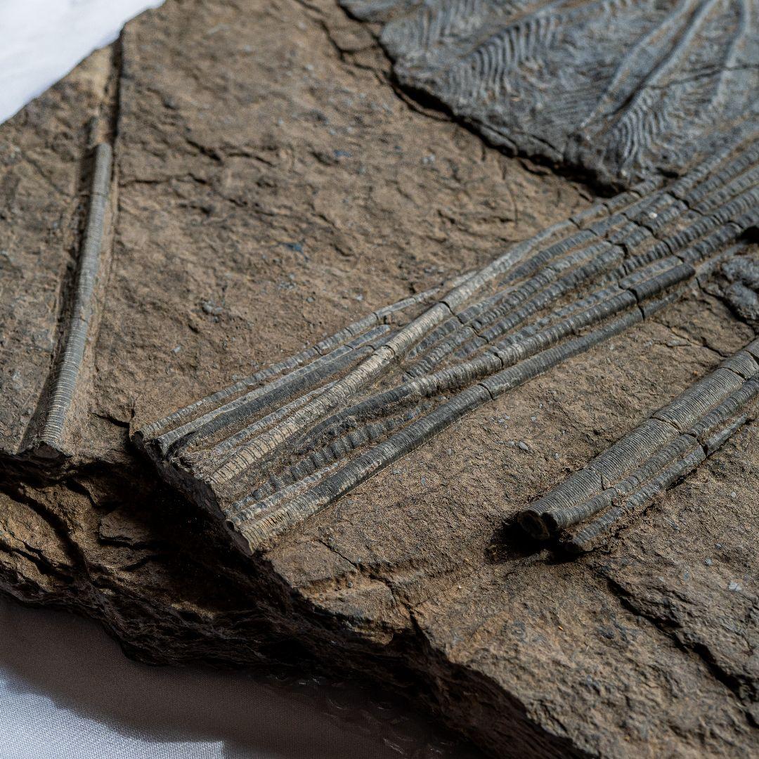 極上 ウミユリ トラウマトクリヌス 化石 本物 貴州省産 46cm um1