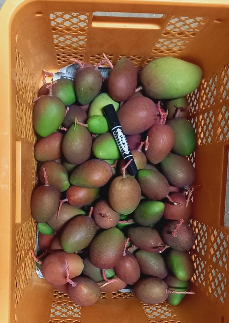 マンゴー+摘果 / 9 kg including box