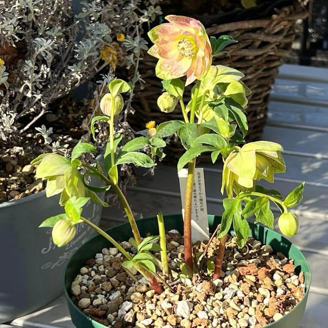 清*子様 ☘️蕾☘️タグ付き☘️根充実❤️沢山新芽元気株❤️666⭐️極上⭐️最