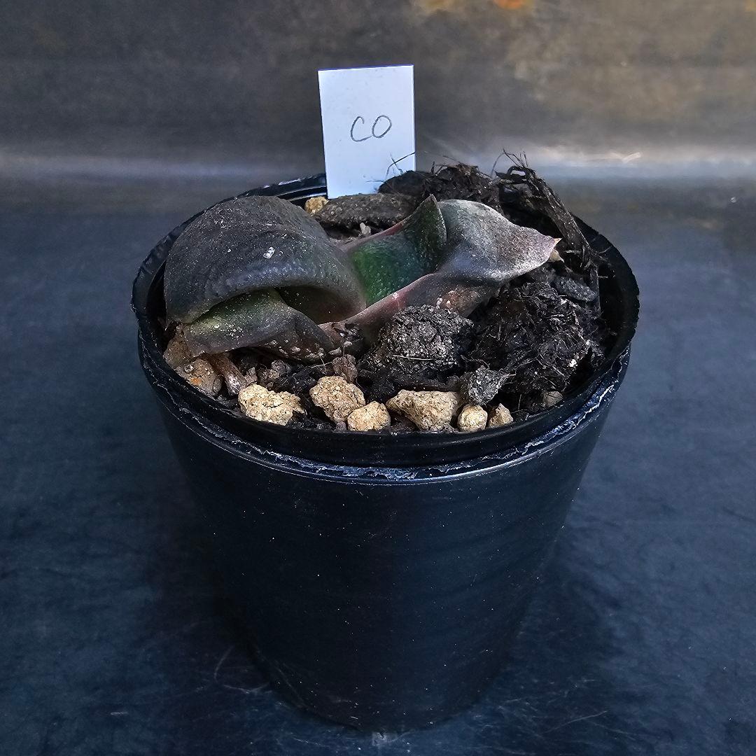 メルカリ便発送&ロウルサンコさんラベル付き☆ガステリア C0(シーゼロ)