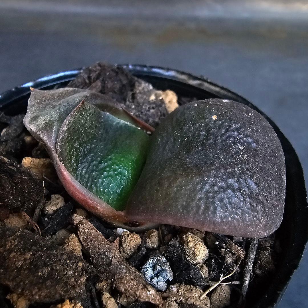 メルカリ便発送&ロウルサンコさんラベル付き☆ガステリア C0(シーゼロ)