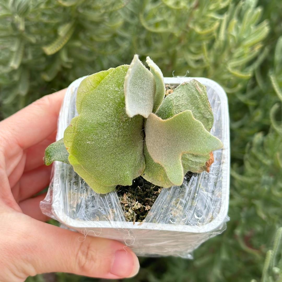 ビカクシダ P.Willinckii Tiara spore 01