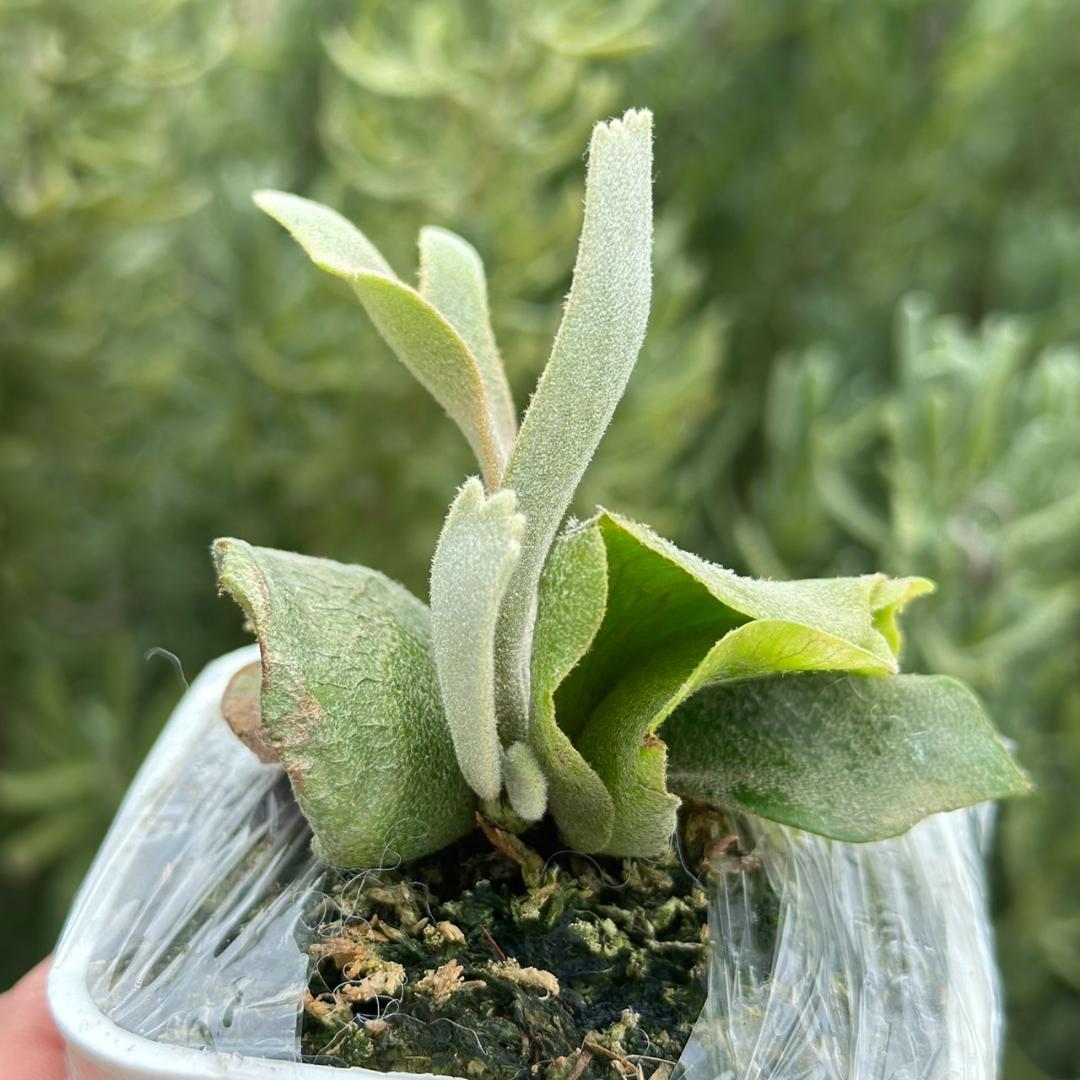 ビカクシダ P.Willinckii Tiara spore 01