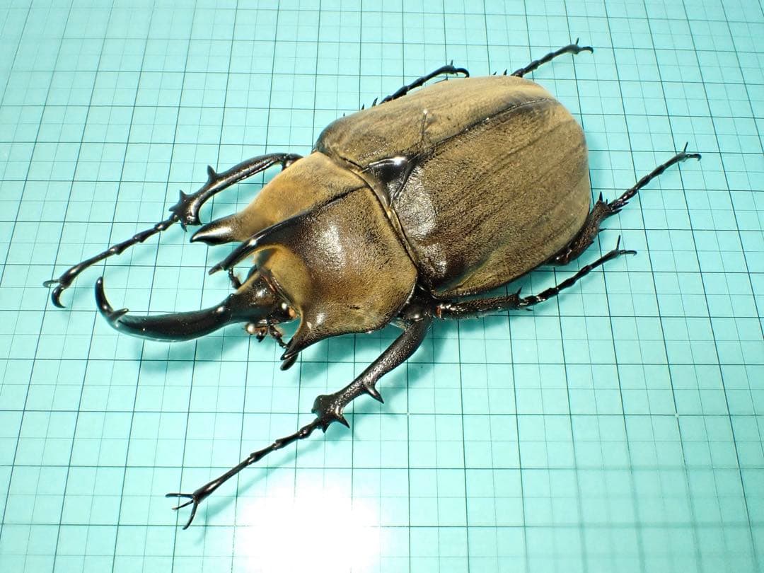 【標本】ギアスゾウカブト　亜種ポリオン　バイア産　98.3ミリ　飼育品
