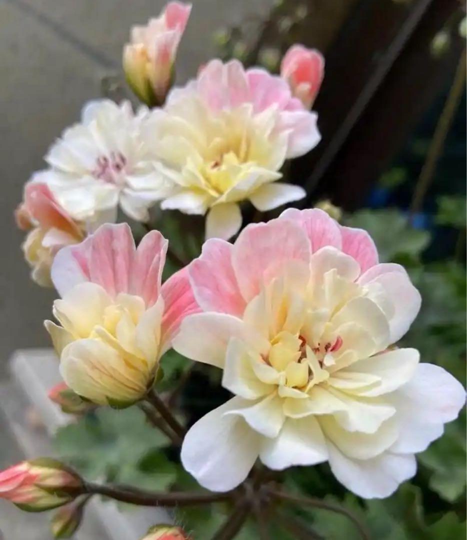 同捆専用ゼラニウム苗