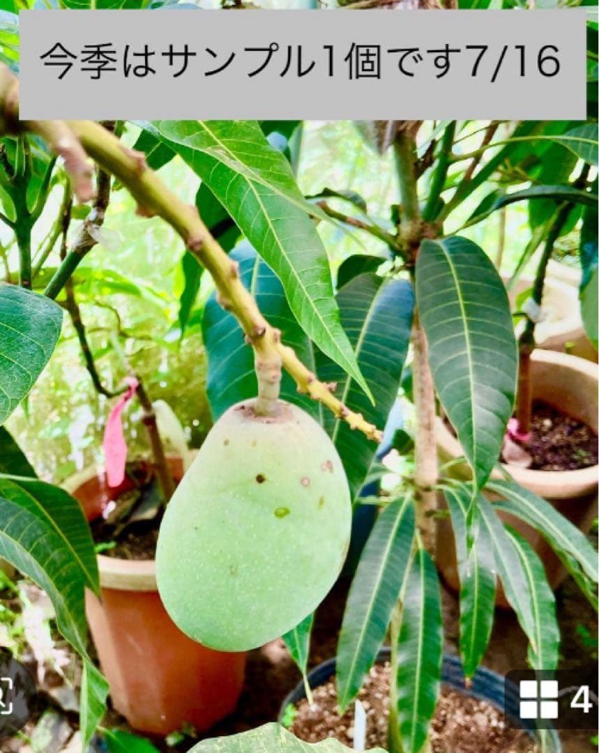 くろキーツマンゴー苗　【特選　接木】半耐寒性