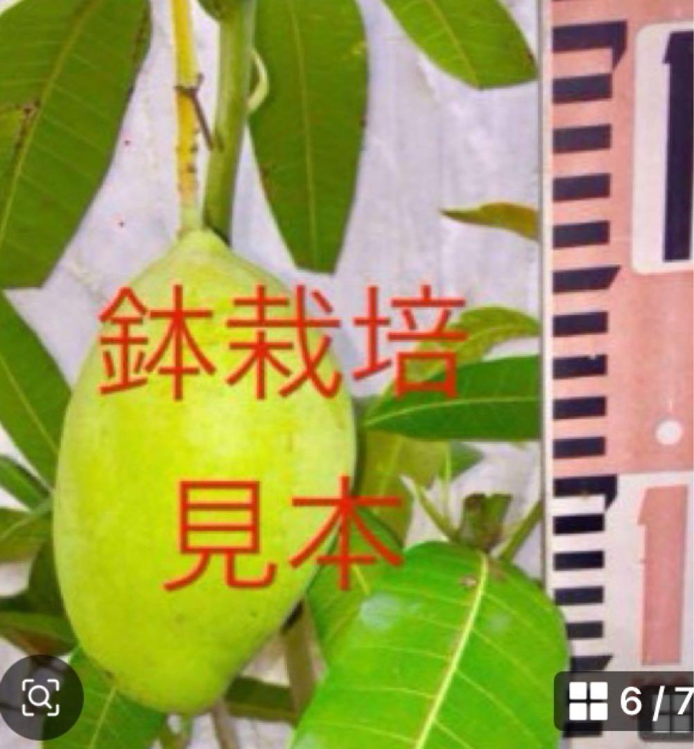 くろキーツマンゴー苗　【特選　接木】半耐寒性