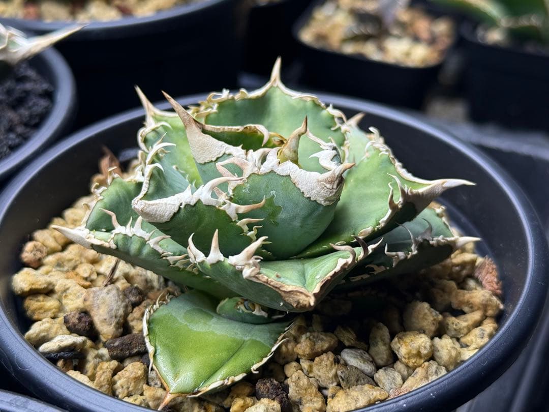 アガベ チタノタ　ivory W.A. 子株