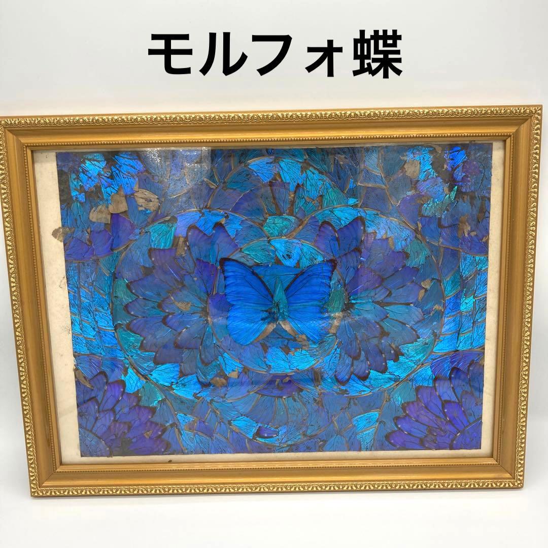 【レア】　モルフォ蝶　アート　標本　芸術　コレクション　美術　絵　昆虫 13上